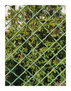 Rhododendrongitter in Klotzsche