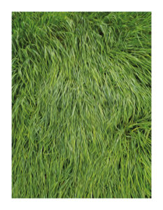 Gras in Niedersedlitz