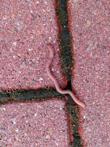 kurz bevor ich einen Regenwurm rettete