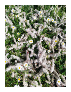 Gänseblümchenn und Pappelwolle