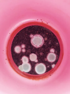 rosa Kaffee Schimmel