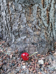 Kirschbaum am Bischofsweg