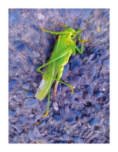 Grashüpfer auf dem Asphalt